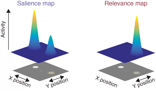 Cartoon depiction of different components of a 'priority map' - a 'salience map' which scales with image-computable features, and a 'relevance map' which reflects task demands